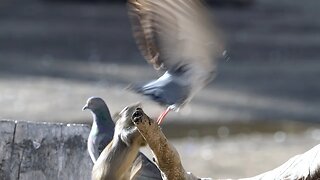 CatTV: squirrel vs bird