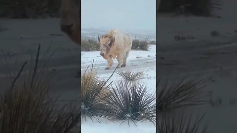 Rare White Bison