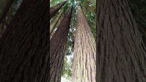 SEQUOIA TREES Northern California at Park Eureka Breathtaking Beauty!