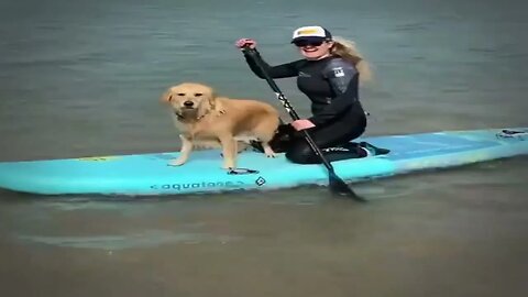 Doggy enjoys board surfing with his owner