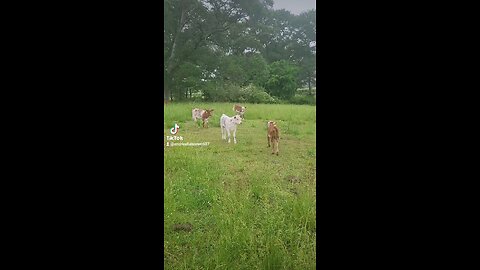 Happy baby calves.