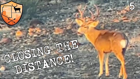 A DESERT MULE DEER HUNT |STALKING A GIANT BUCK|