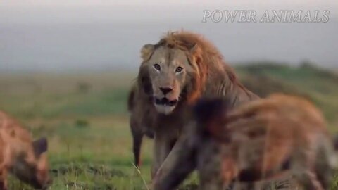 Many Lions catch the crocodiles