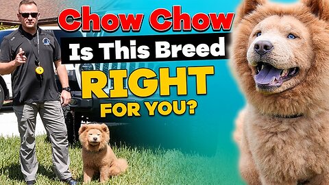 Is The CHOW CHOW Right For You?