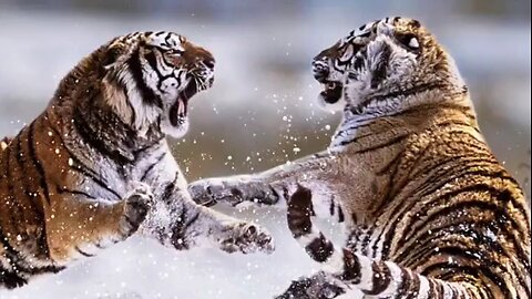 tiger fight real tiger fight please like share