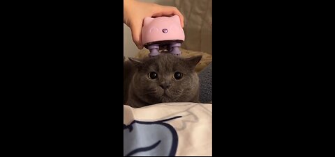 Cat massage tool funny animal