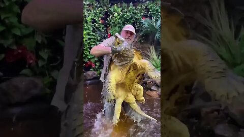 Feeding 175 pound alligator snapping turtle! #reels #shorts #turtle