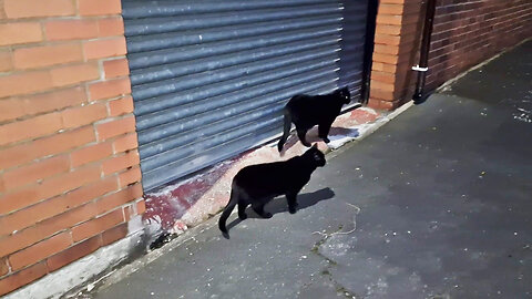 3 Cute and adorable black kittens