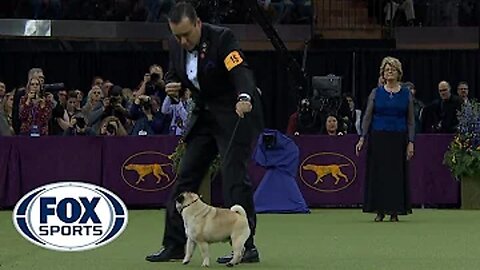 Best in Show Ceremony | WESTMINSTER DOG SHOW (2018) | FOX SPORTS