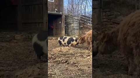 🐂 Scottish Highland and KuneKune 🐖 nose to nose 🐽🐮 #farmlife #cute #kunekune #scottishhighlands