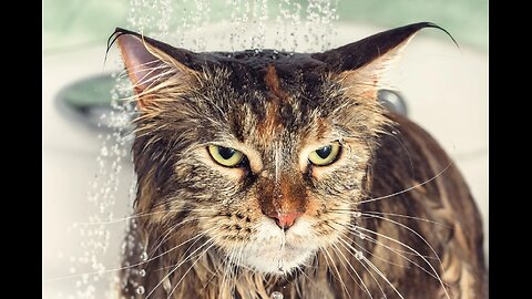 Why Cats Hate Water: Unveiling the Mystery