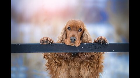 Dog Training - Learning To Control Your Dog