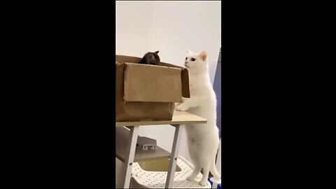 funny cats