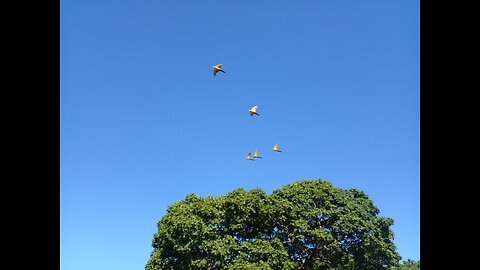 Blue Macaw in Brazil