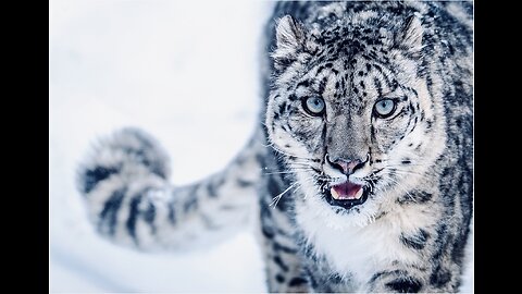 5 Fun Facts About The Snow Leopard