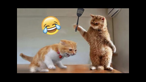 Funniest Animals 2023 ½) Funniest Cats and Dogs g 4 Part 01 - Life Pa...