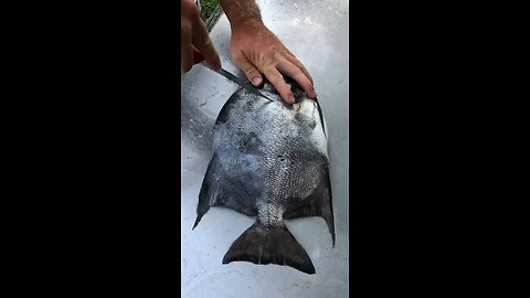 How to fillet a spadefish