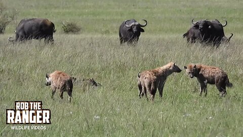 Hyenas Pass A Buffalo Herd | Maasai Mara Safari | Zebra Plains