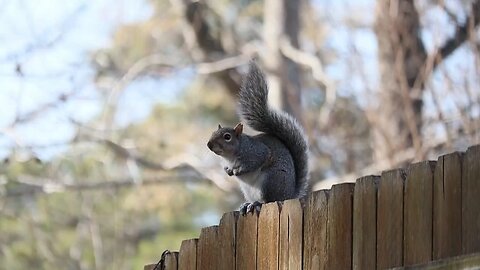 Cute little squirrel .... sit on a wooden fence....