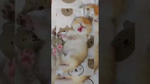 You Won't Believe What This Kitten Gets Up To!