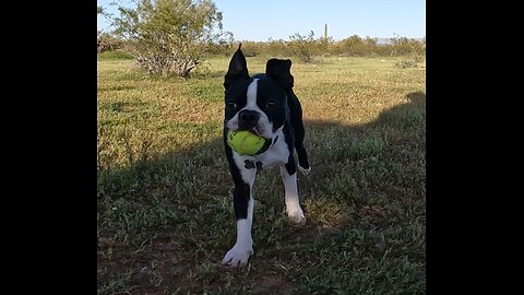 Fun in the AZ sun