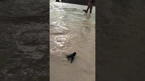 Olive Ridley turtle hatchlings this morning at Boracay Newcoast in the Philippines. so amazing.