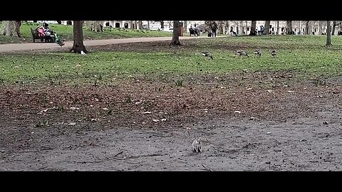 Crazy squirrel with half a tail doing back flips #horseguardsparade