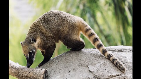 5 Fun Facts About The Coatimundi