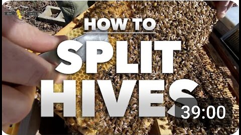 How to Split a Hive | Step-by-step tutorial from a Beekeeper [Beekeeping 201] - SPRING 2022