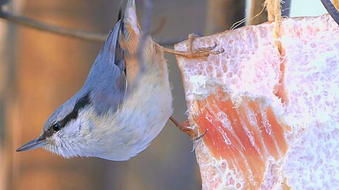 Nuthatch Pays a Short Visit