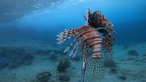 Lionfish Team gets 9th Lionfish!