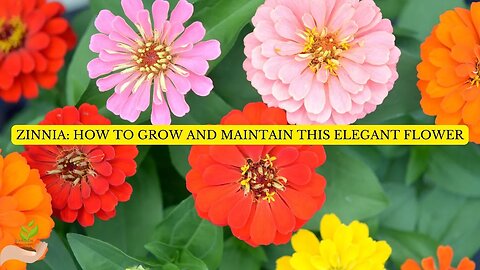 Zinnia Flowers: How to grow and maintain this elegant flower