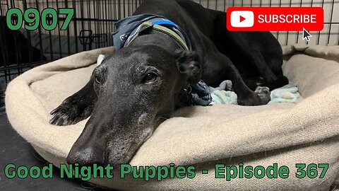 [0907] GOOD NIGHT PUPPIES - EPISODE 367 [#dogs #doggos #doggies #puppies #dogdaycare]