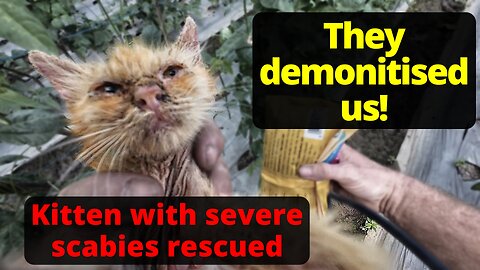 Little kitten rescued with severe scabies and demonitising our channel #rescue #irish