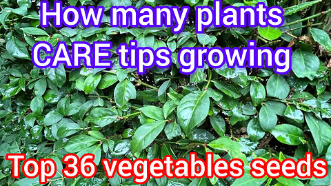 Home Vegetables and vegetables in summer organic food is