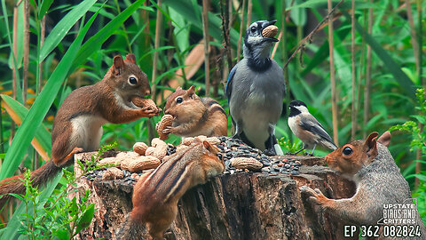 Upstate Birds And Critters: Ep 362 — 082824 Cat TV Dog TV