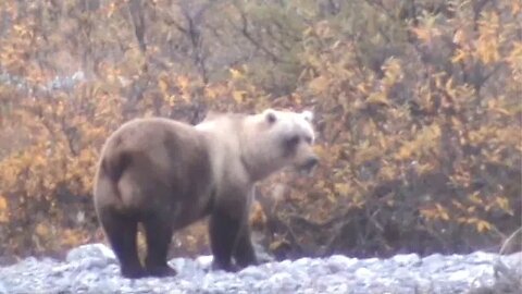 "Dall Rams and Alaska Peninsula Brown Bears" MDMM Lost Season #5, with guide Sean Donovan grizzly