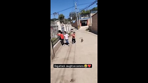 cute dog and kids playing with each other