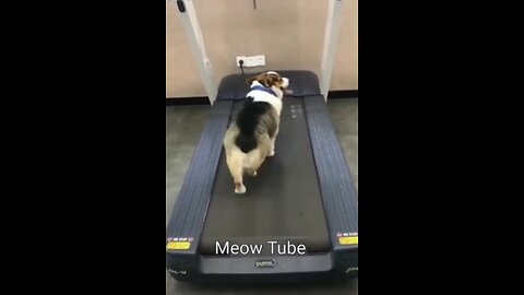 WTF this dog trains like an alpha with high level of discipline he's a big G😺🐶 Funniest Animals 2023 😂