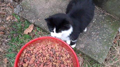 Hungry cats getting breakfast