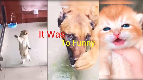 Most Funny Moments Animal's , Just Watch It Was To Funny 😅😅😅 .