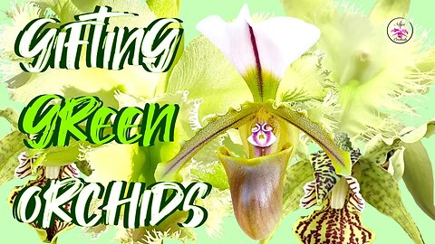 Gifting Orchids BUT the RIGHT Way | A Message within a Message Orchid Blooms & COLOR #ninjaorchids