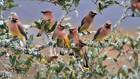 An Oak Full Of Cedar Waxwings 🌳 02/09/23 07:30