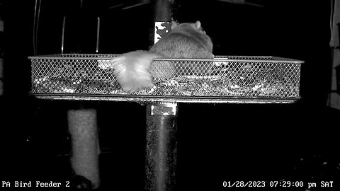 Two flying squirrels feeding at night on PA Bird Feeder 2 1/28/2023