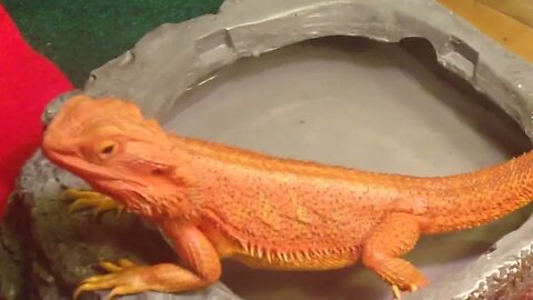 het zero bearded dragons to hypo citrus pairing pregnant soon to be laying pos het zero citrus blu bar hypo het tran