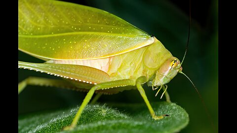 10 Hours (with black screen) of Katydids, Crickets, and Pond Sounds at Night!