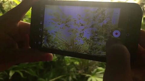 Jigga Watt grow light lines in video solution