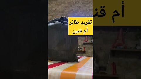 تغريد طائر أم قنين أو الحسون المغرد روعة مرحبا