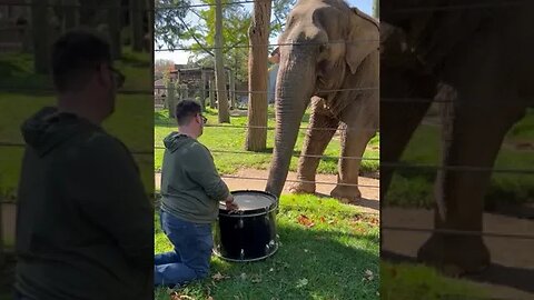 Fun Animal Fact- Elephants invented the drum solo! (Via Jonathan R.) #shorts