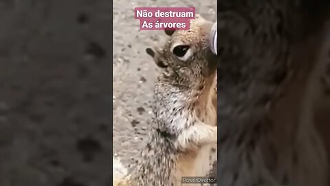 um esquilo morto de fome pede água #shorts #animais #proteçãoanimal #natureza #pets #animals